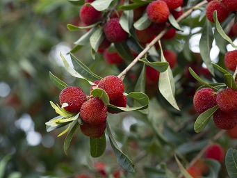“半休眠”实现杨梅长时间保鲜