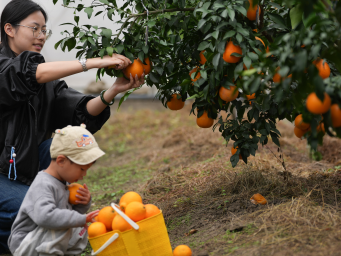 浙江南浔：千亩“红美人”柑橘迎来收获季